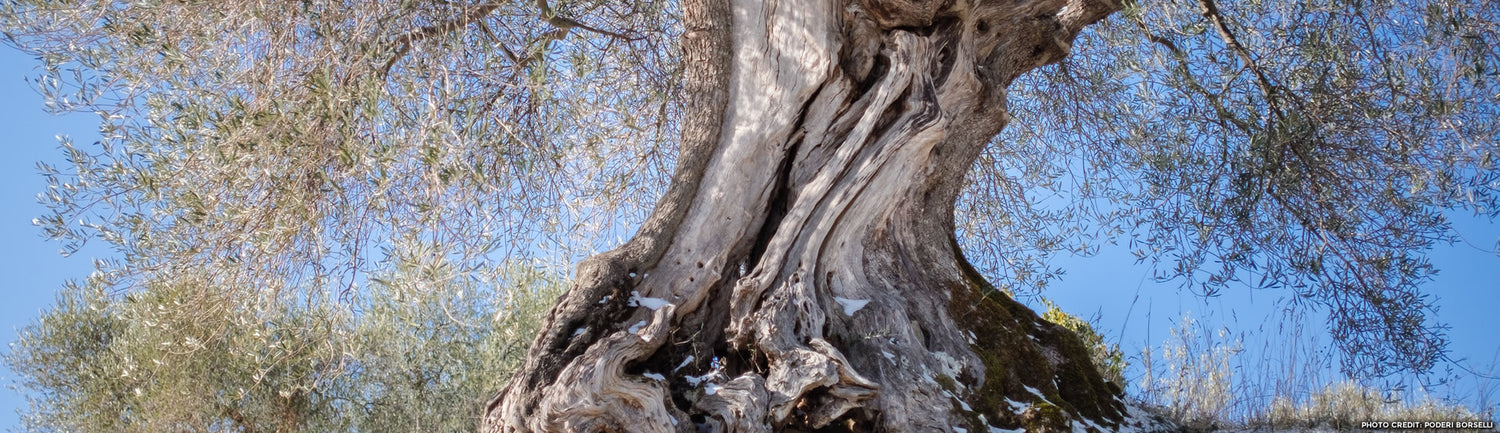 history of olive oil & faq